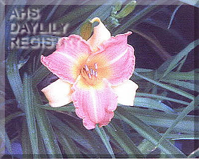 Josephine's Joy AHS image
