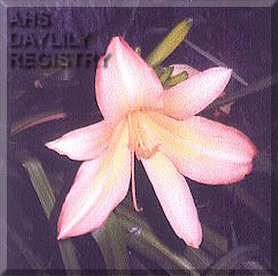 Maria's Mirth AHS image
