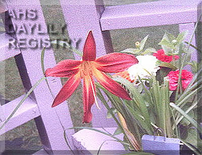 Marvelous Muriel AHS image