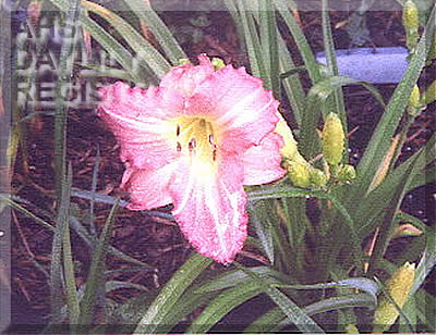 Sarah's Ruffles AHS image