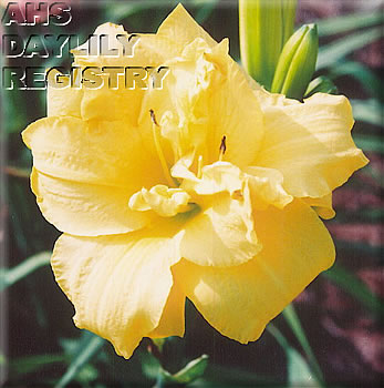 Glenda Chase AHS image