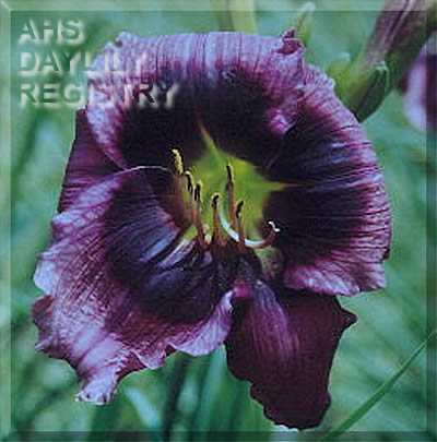 On the Dot AHS image
