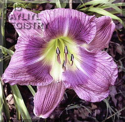 Royal Glory AHS image
