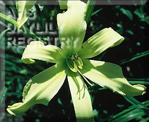 Lemon Lime Twister AHS image