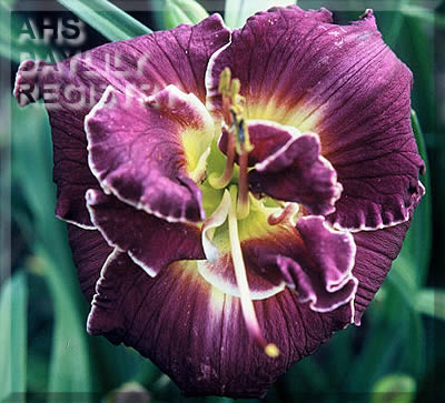 Imperial Coronation AHS image
