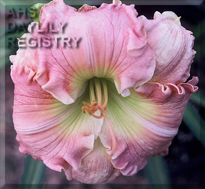 Crystal Pink Elegance AHS image