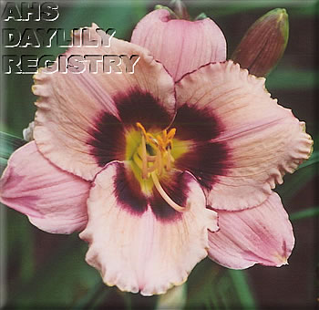 Mary Lois Duclos AHS image