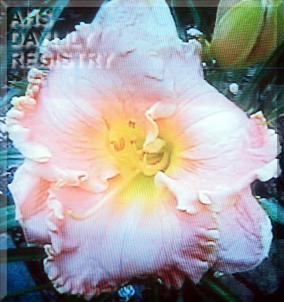 Fair Beauty AHS image
