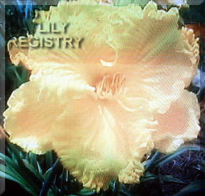 Golden Tornado AHS image