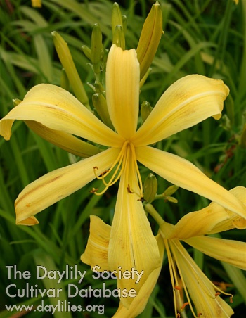 Daffy AHS image
