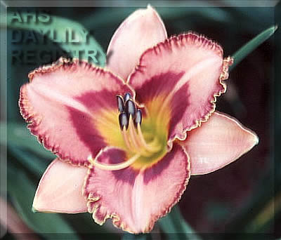 Windham Autumn Joy AHS image