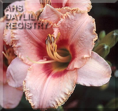Windham Pixie AHS image