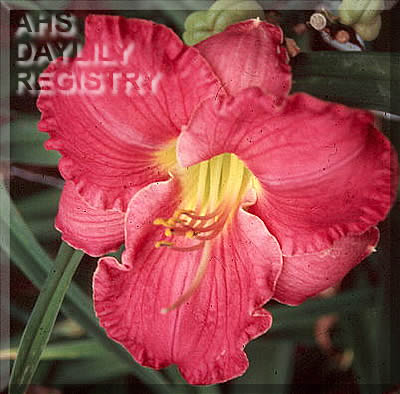 Windham Luscious Lips AHS image