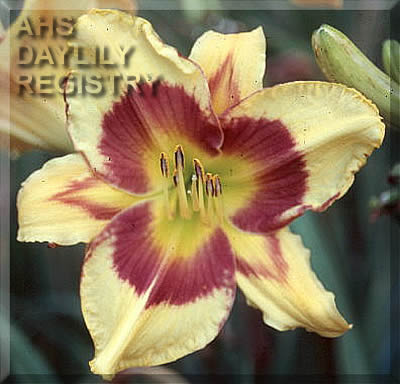 Windham Tiger Eye AHS image