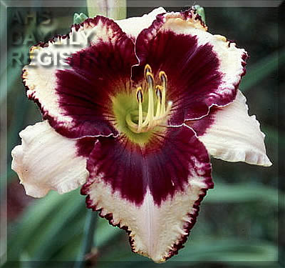 Windham Masquerade AHS image