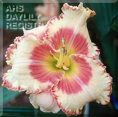 Windham Pink Passion AHS image