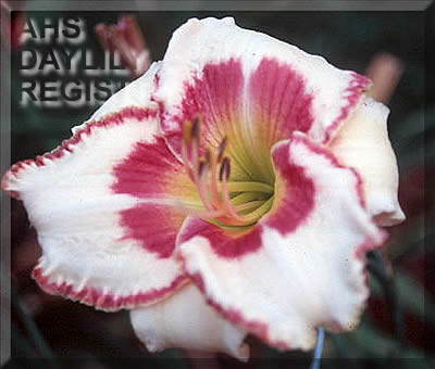 Windham Caress AHS image