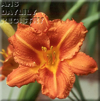 Fiocca AHS image