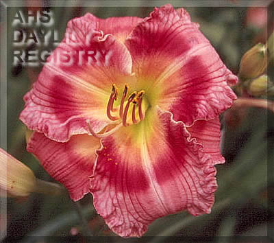 Lillie's Purple Fantasy AHS image