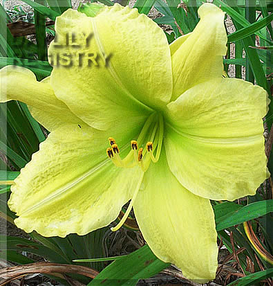 Paul Green Memorial AHS image