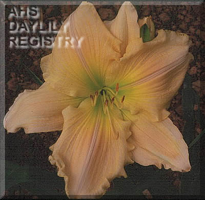 Julia Page AHS image