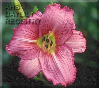 Mary McKee Felton AHS image
