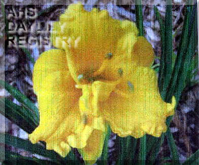 Seeds of Peace AHS image