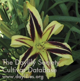 Dancing Chevrons AHS image
