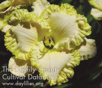 Lacy Border AHS image