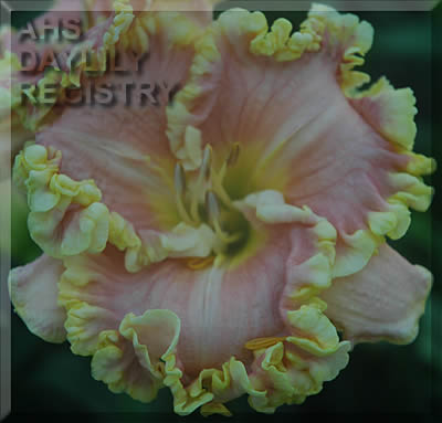 Alaskan Mist AHS image