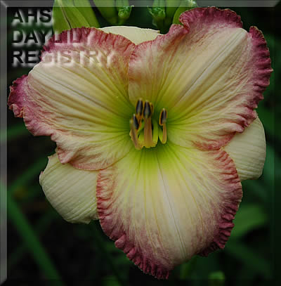 Edged in Pink AHS image