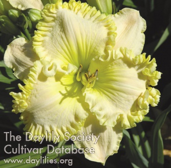 Pansy Yellow AHS image