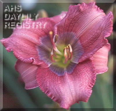 Little Secrets AHS image