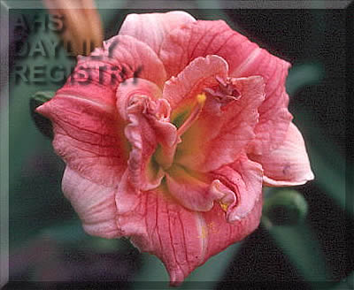 Precious Pixie AHS image