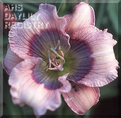 Little Blue Belle AHS image