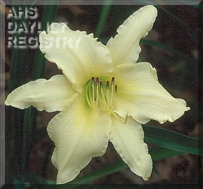 Nawsett Winter Orchid AHS image