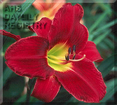 Nawsett Blue Velvet