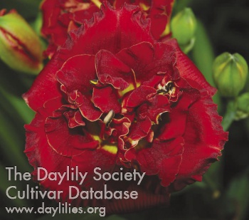 Ruby Corsage AHS image