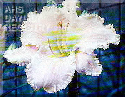 Nikki Knight AHS image