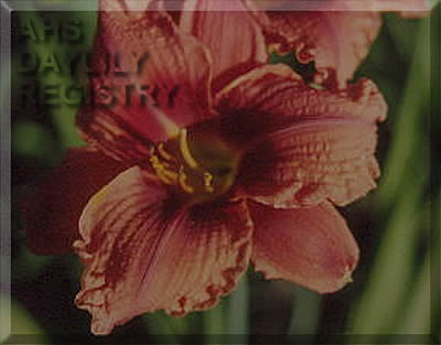 Opulent Edge AHS image