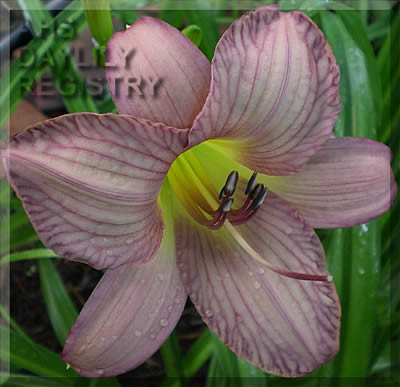 Skitohere AHS image
