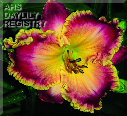 Orchid Electra AHS image