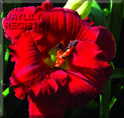 Red Corvette AHS image