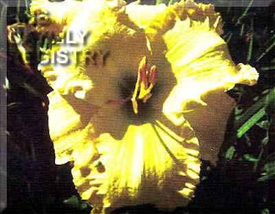 Deloris Burke AHS image