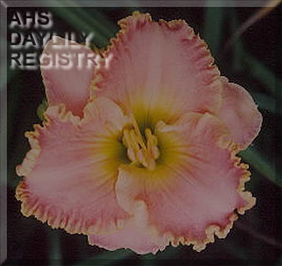 Paula Harrison AHS image