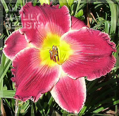 Gutsy Grape AHS image