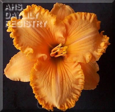 Joy Comes in the Morning AHS image