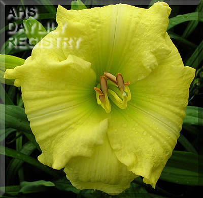 Joy Fills My Heart AHS image