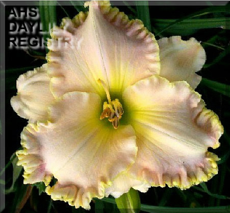 Fired Up Nana AHS image