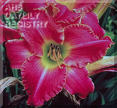 Tempo Primo AHS image
